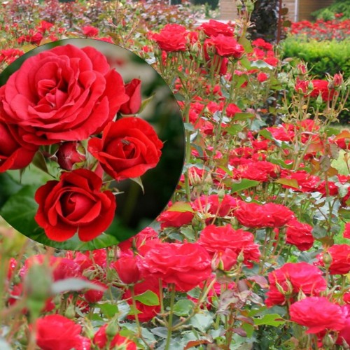 Rosa 'Wettra' - Roos 'Wettra' C4/4L